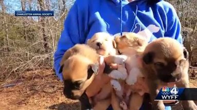166 dogs receiving care after they were seized from Upstate home