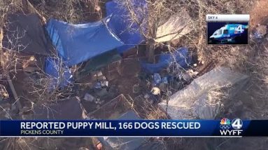 More than 150 dogs seized in Pickens County 'puppy mill' investigation, deputies say