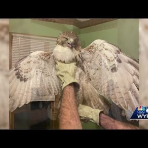 Hawk released in Pickens County