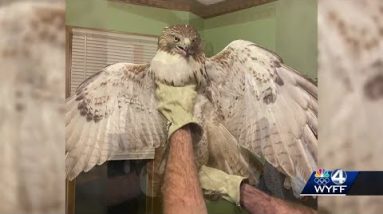 Hawk released in Pickens County