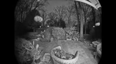 Person caught on ring.com camera stealing packages