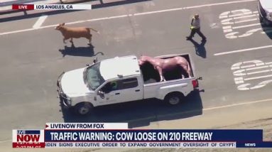 WATCH this cow on the loose, STAY for the plastic horse | LiveNOW from FOX