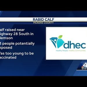 Rabid calf forces 13 people in Clemson to seek medical treatment, DHEC says
