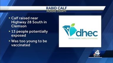 Rabid calf forces 13 people in Clemson to seek medical treatment, DHEC says