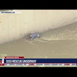 Dog rescued from LA River | LiveNOW from FOX
