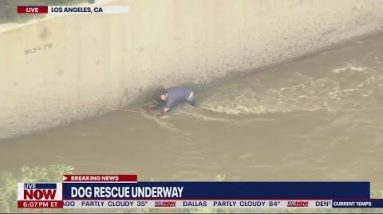 Dog rescued from LA River | LiveNOW from FOX