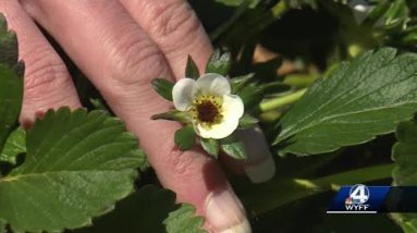 Farmers assess crops following freezing weekend
