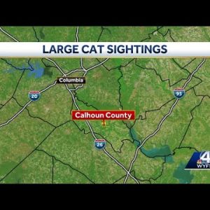 Large Cat sightings
