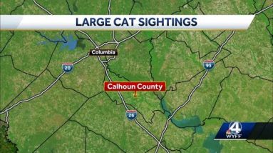 Large Cat sightings
