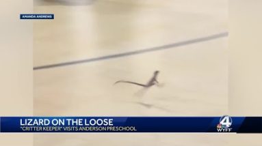 lizard on the loose
