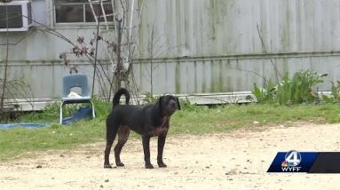 Upstate woman mauled by 3 dogs; arms amputated due to injuries, sister says