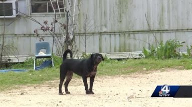 Woman remains in hospital after losing both arms in vicious dog attack