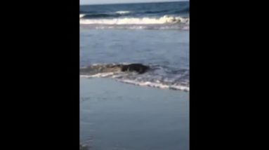 Alligator on Folly Beach