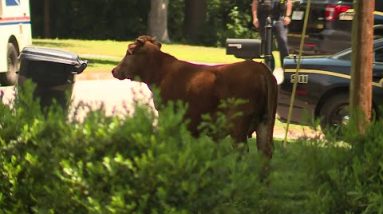 Cows on the loose in Anderson