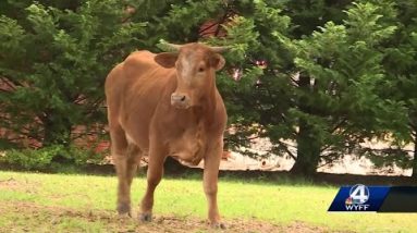 Cows roam Upstate neighborhood after escaping trailer