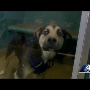 Greenville Co. Animal Care ends temp agreement with Upstate county