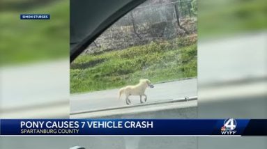 Horse on I-85 causes 7-vehicle crash, troopers say