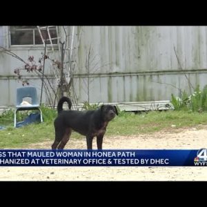 Animal shelter in Abbeville County releases new information on dogs that mauled woman