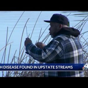 Wildlife officials warn anglers to watch for 'whirling' fish detected in Upstate streams