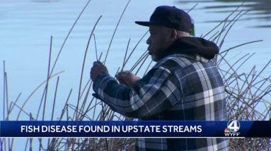 Wildlife officials warn anglers to watch for 'whirling' fish detected in Upstate streams