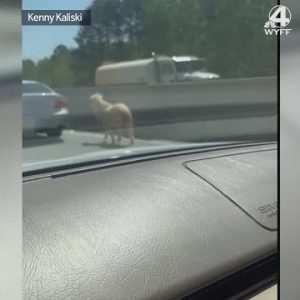 Pony on I-85 causes major 7-car pileup