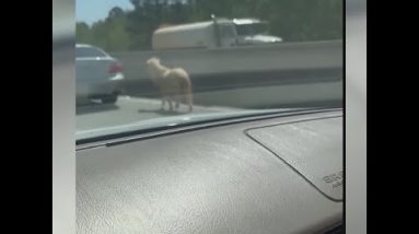 Pony on I-85 causes major 7-car pileup