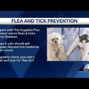 Seneca expert says your dogs and cats need flea and tick protection year-round