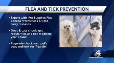 Seneca expert says your dogs and cats need flea and tick protection year-round
