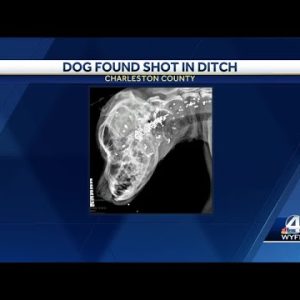$10,000 reward offered after dog shot in face, left in ditch in Charleston