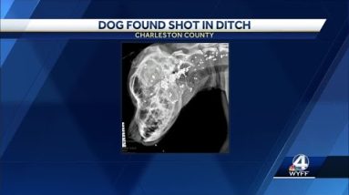 $10,000 reward offered after dog shot in face, left in ditch in Charleston