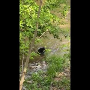 Asheville bear gets out of river