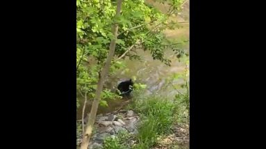 Asheville bear gets out of river