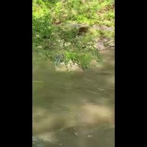 Bear swims across river in Asheville