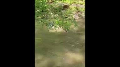 Bear swims across river in Asheville