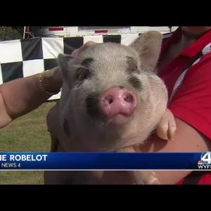 Jane Robelot makes friends with pig at Anderson County fair