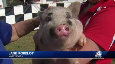 Jane Robelot makes friends with pig at Anderson County fair