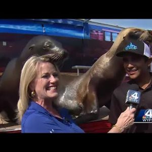 Jane Robelot makes friends with sea lions at Anderson County fair