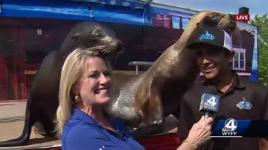 Jane Robelot makes friends with sea lions at Anderson County fair