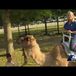 Jane Robelot settles in camel saddle at Anderson County fair