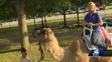 Jane Robelot settles in camel saddle at Anderson County fair