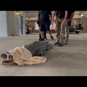 Officers take down gator found in Charleston parking garage
