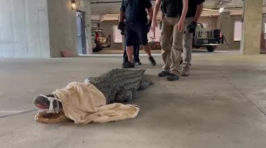 Officers take down gator found in Charleston parking garage