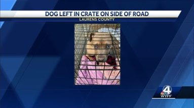 Laurens County deputies ask for help after dog was dumped on side of road