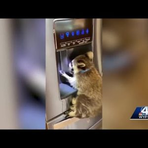 Pet or threat? Upstate woman ordered to hand over raccoon to DHEC