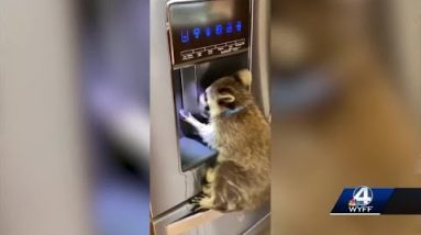 Pet or threat? Upstate woman ordered to hand over raccoon to DHEC