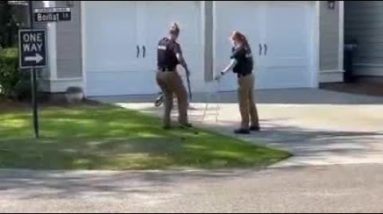 Police wrangle alligator near SC school