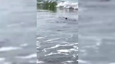 Shark near shore on Hilton Head beach