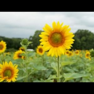 Sunflowers for a cause in Anderson