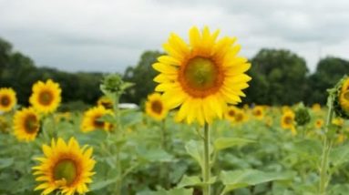 Sunflowers for a cause in Anderson