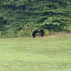 Bears caught on video playing in Greenville County backyard